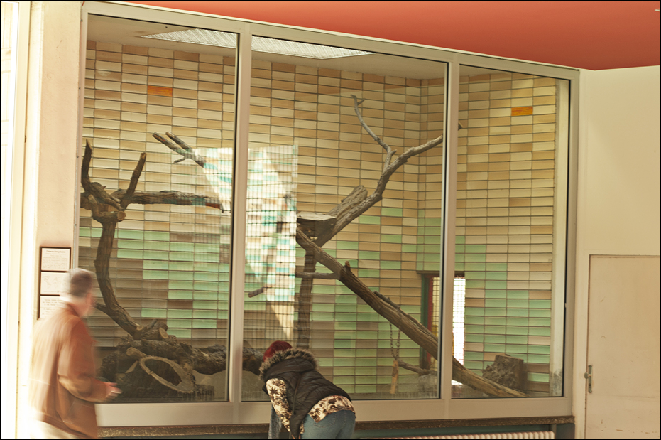 Bengal-cat enclosure at Tierpark Berlin