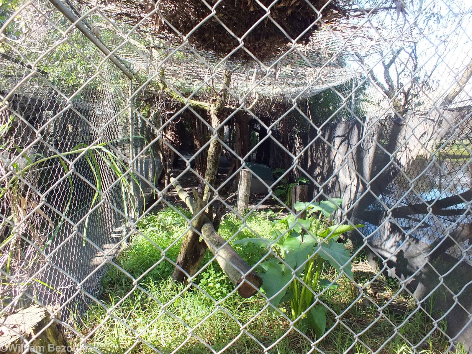 Bengal Cat Enclosure
