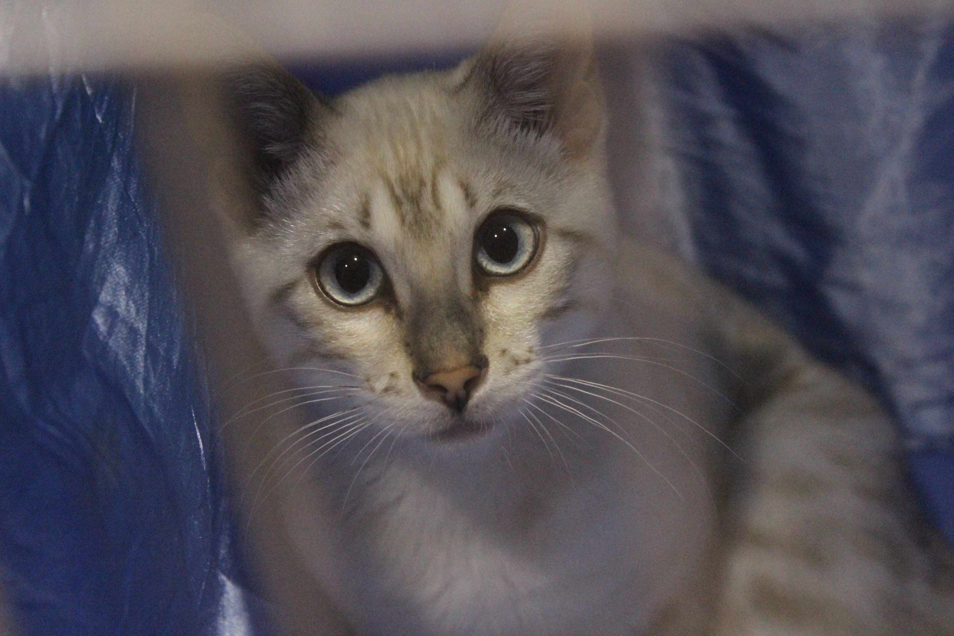 Bengal Cat, National Cat Show (Wellington)