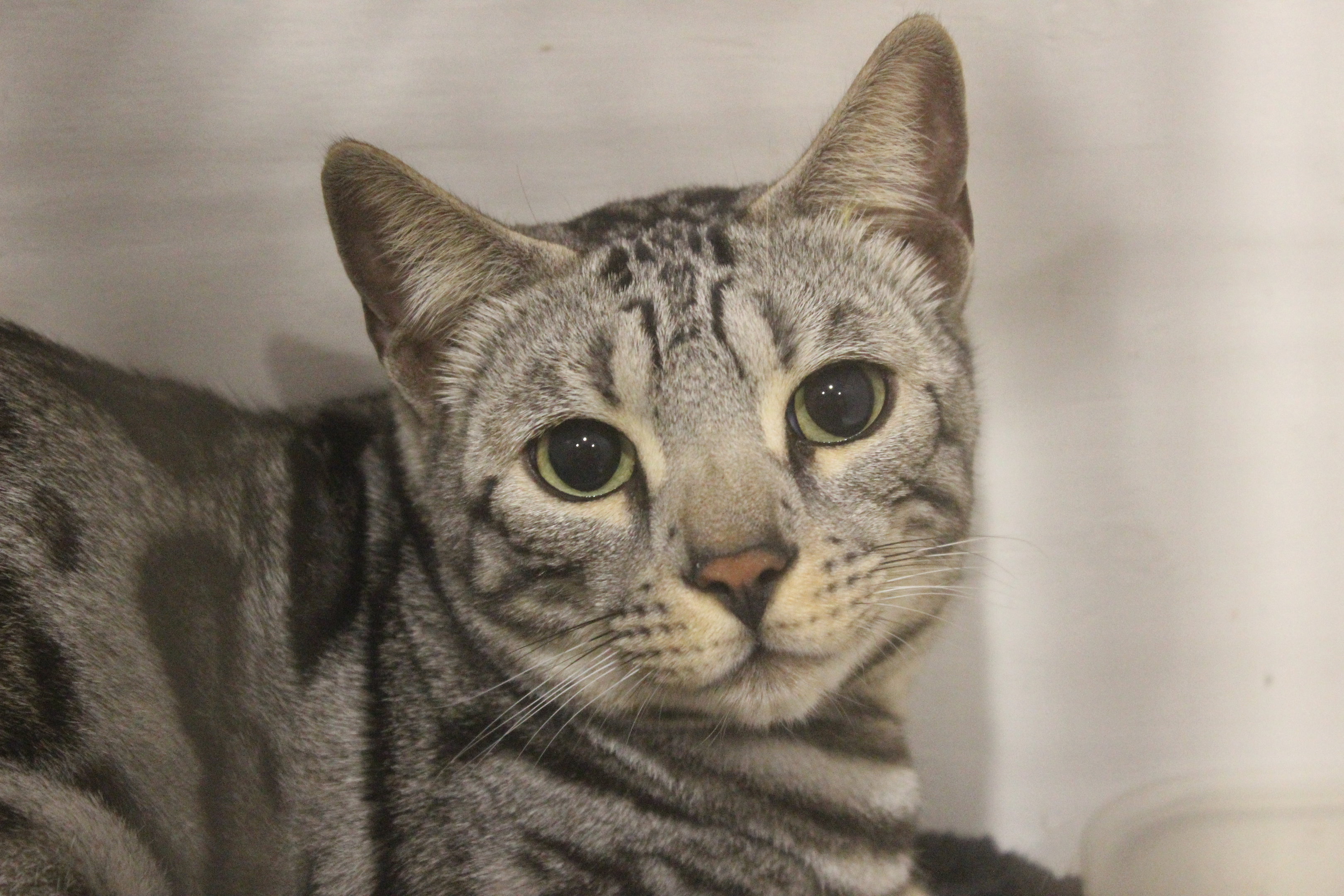 Bengal Cat, National Cat Show (Wellington)