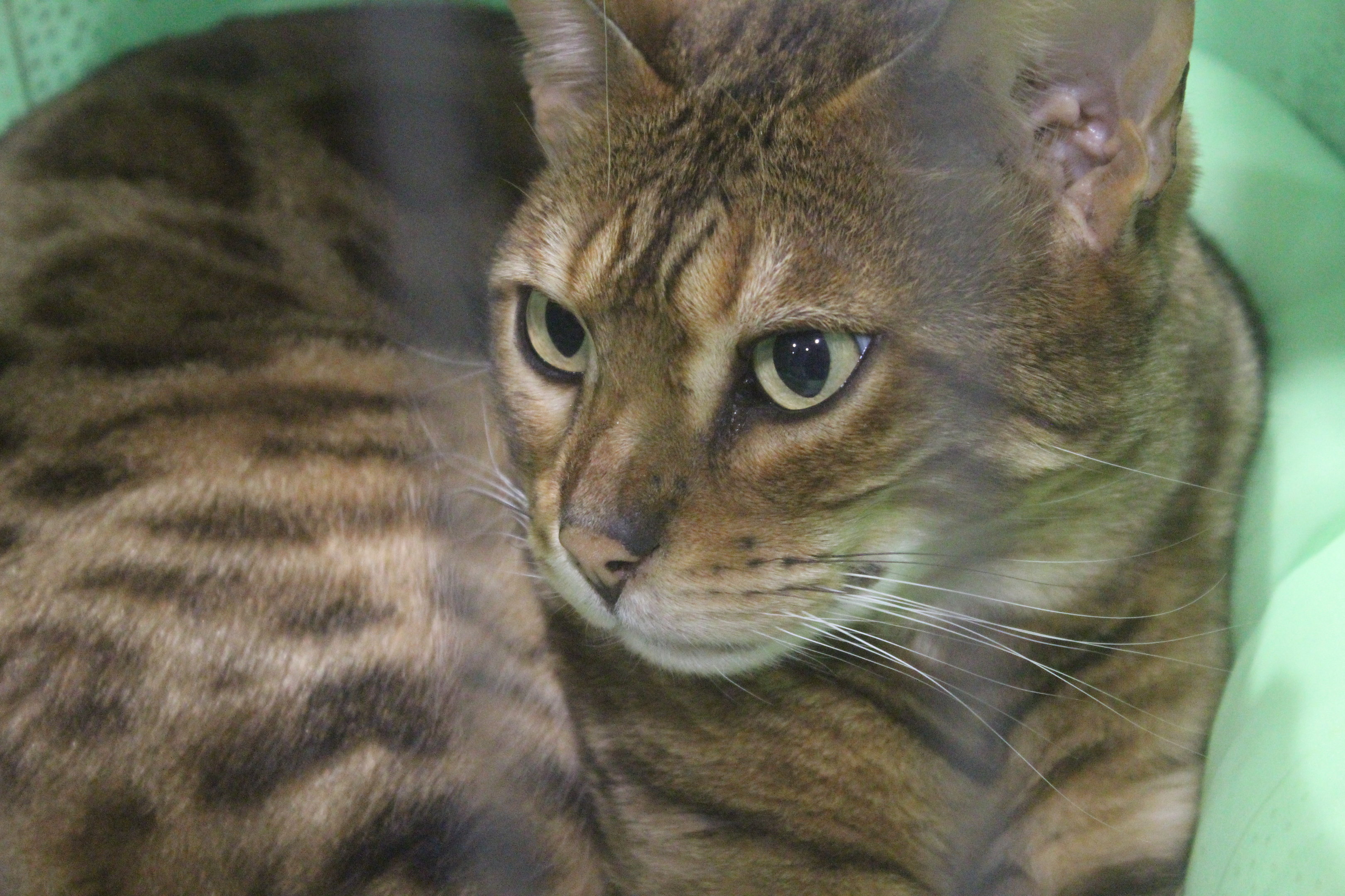 Bengal Cat, National Cat Show (Wellington)