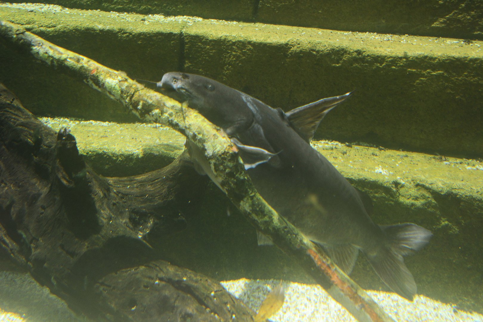 Bengal Catfish (Rita rita)