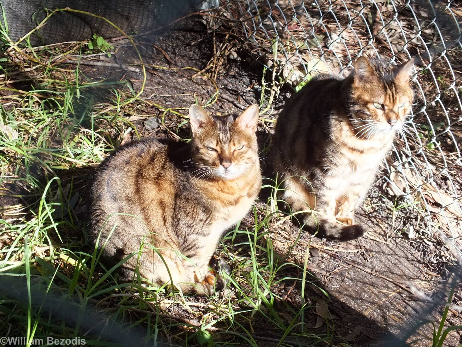 Bengal Cats