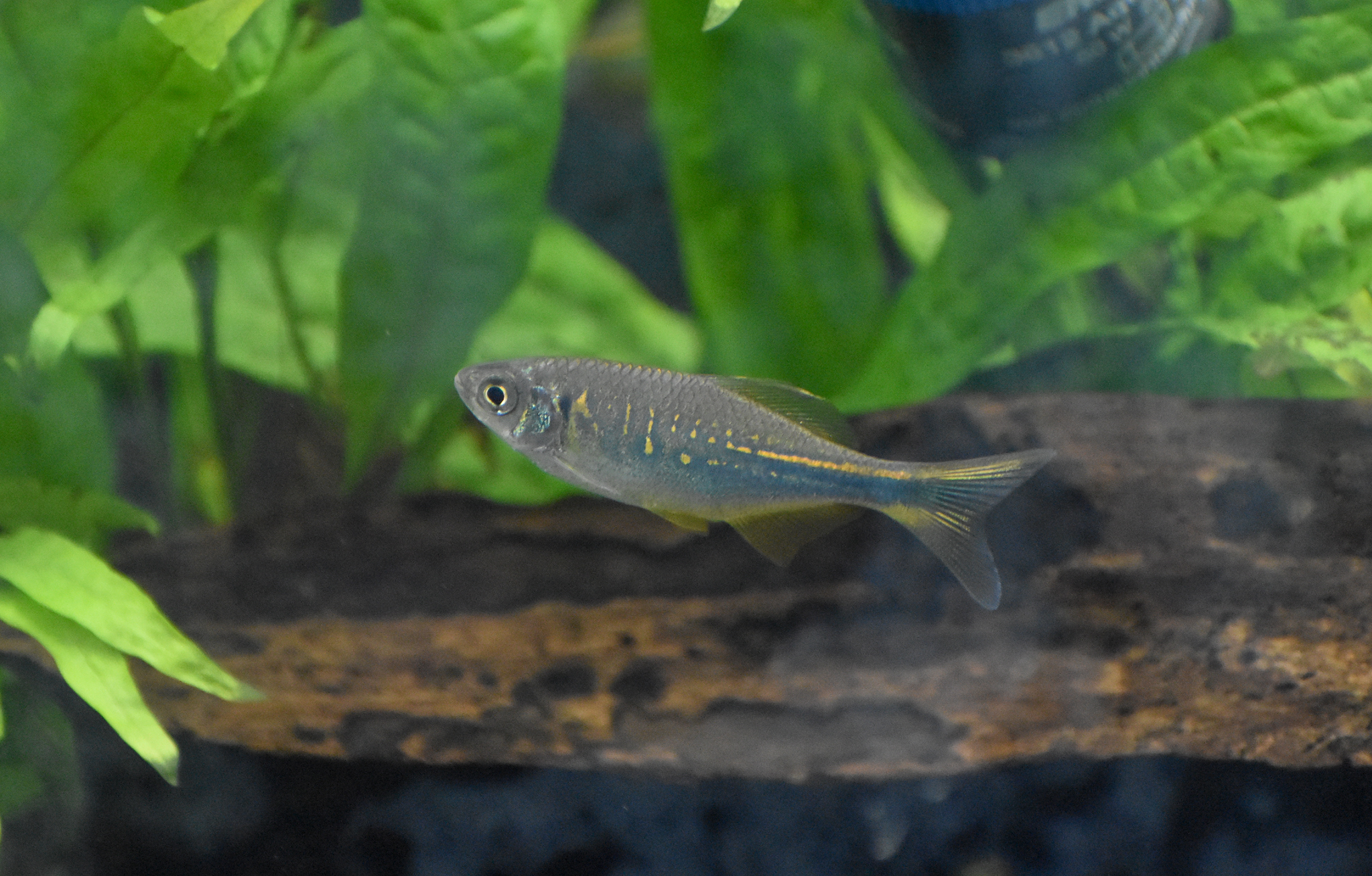 Bengal Danio