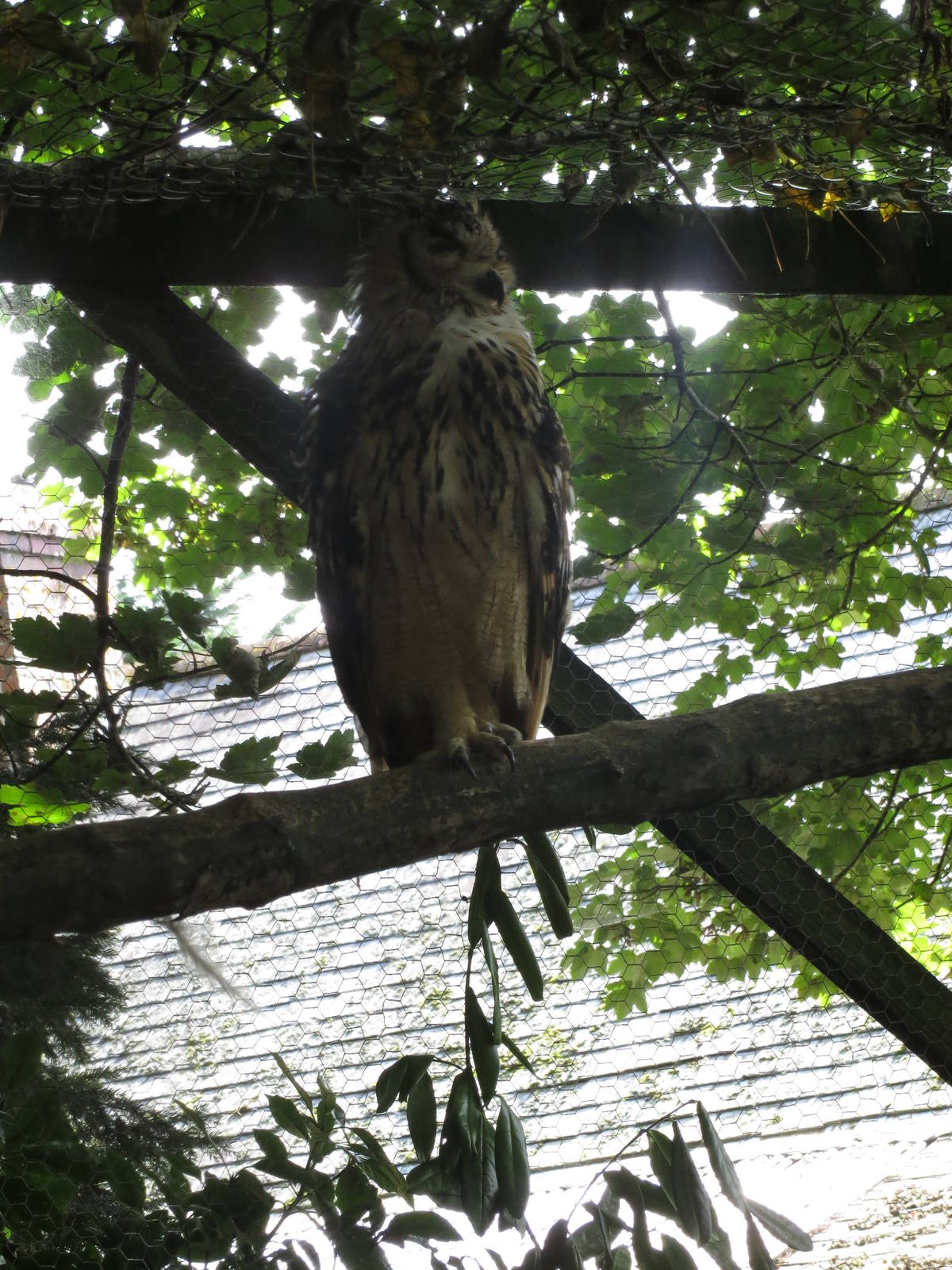 bengal eagle owl 020913
