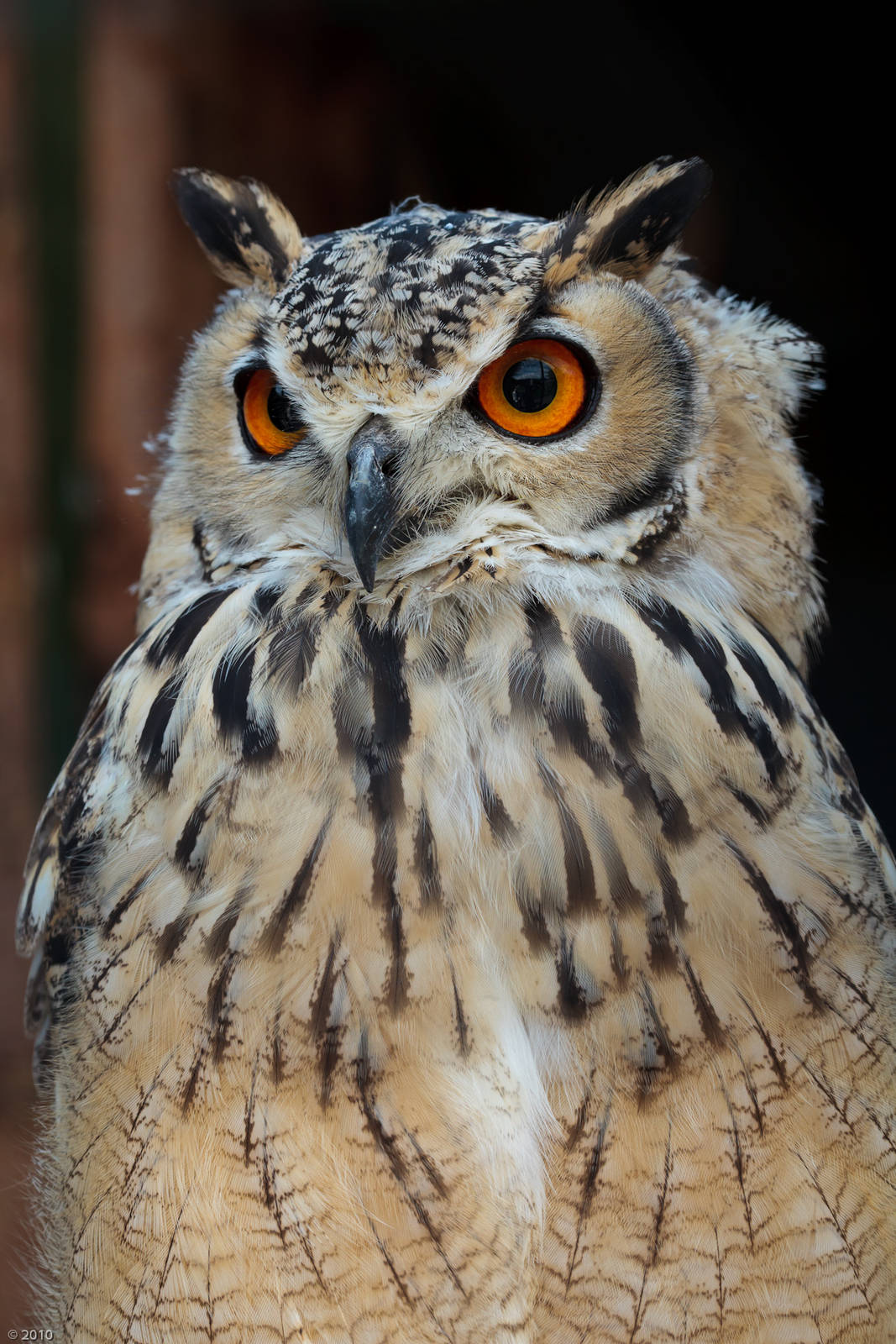 Bengal Eagle Owl - 27/08/2010