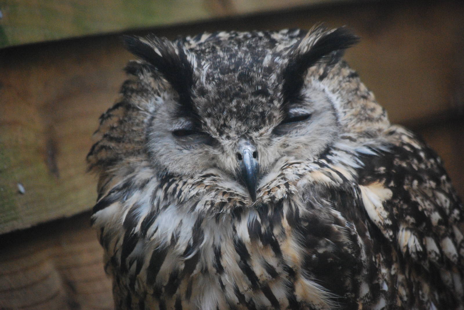 BENGAL EAGLE OWL 7