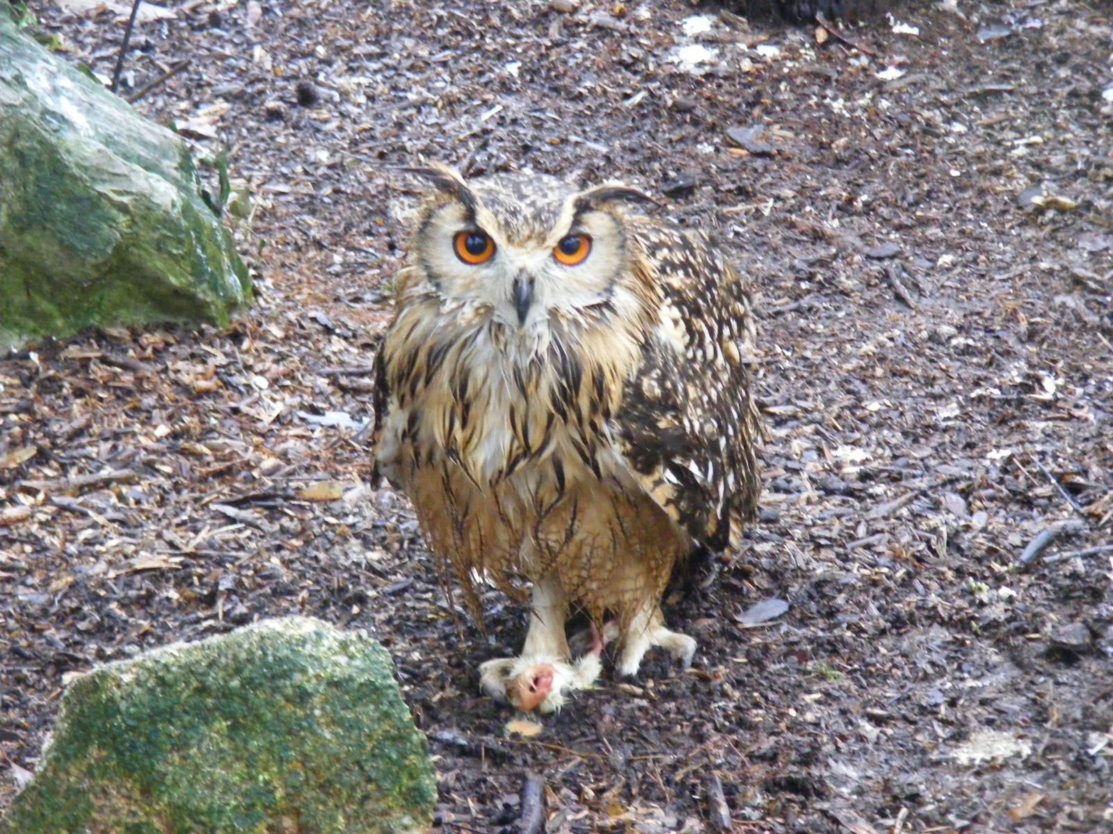 Bengal eagle owl at Dartmoor Zoo, 30 December 2010