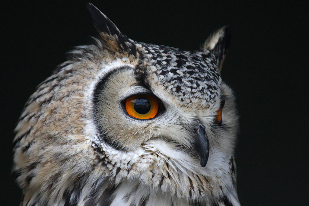 Bengal Eagle Owl at Reaseheath - 3/3/12