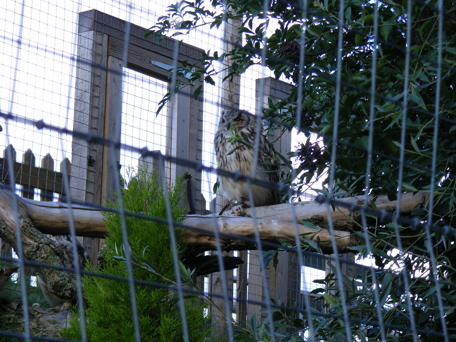 Bengal eagle owl at Shepreth Wildlife Park, 12 September 2010
