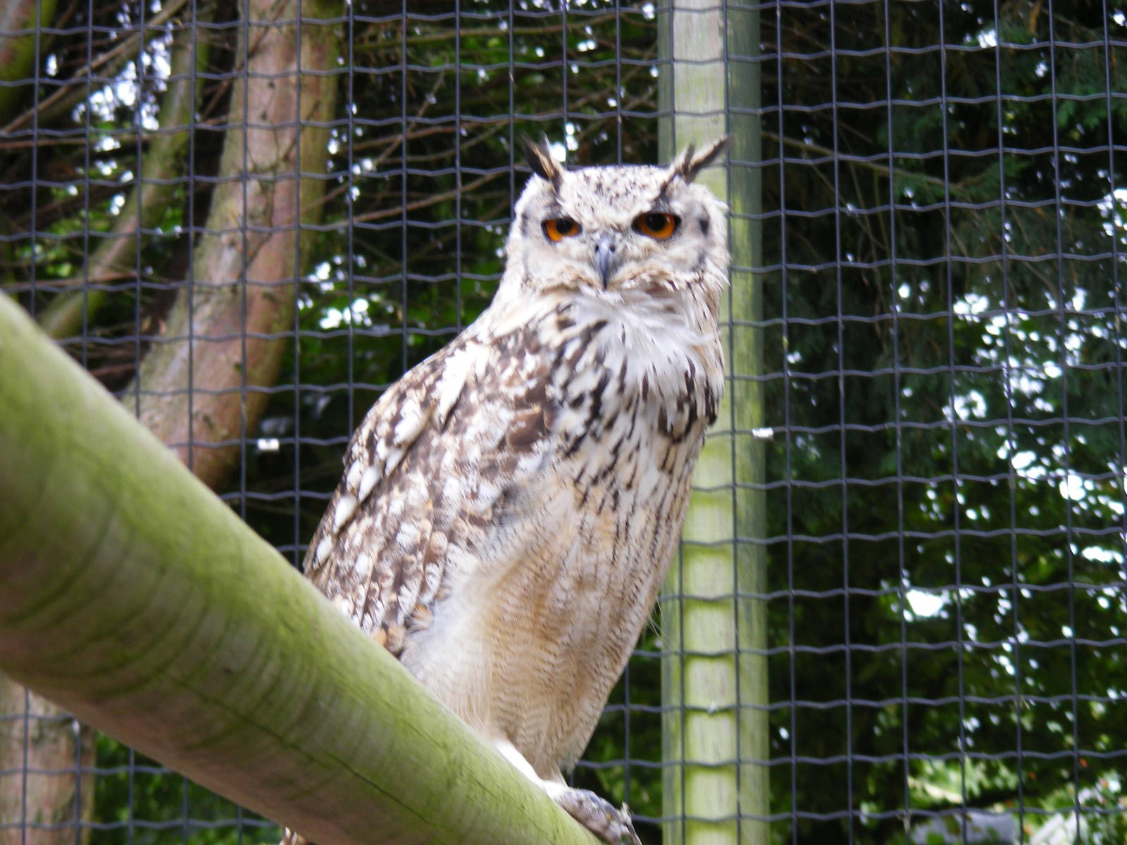 Bengal eagle owl at Wingham Wildlife Park, 15 August 2010