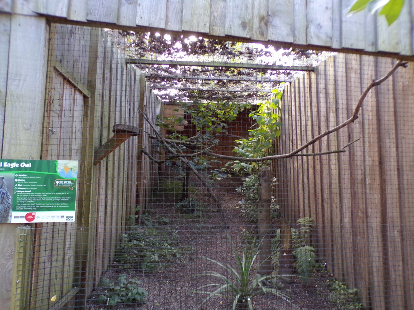 Bengal eagle owl aviary 14.10.23