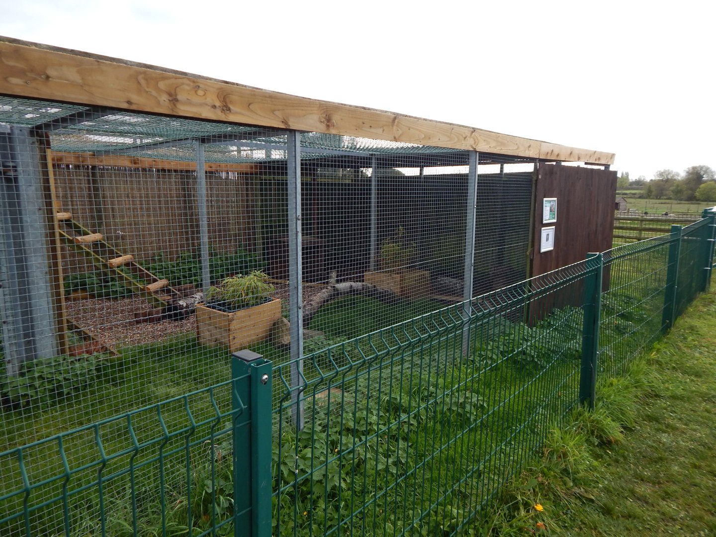 Bengal eagle-owl aviary 231022