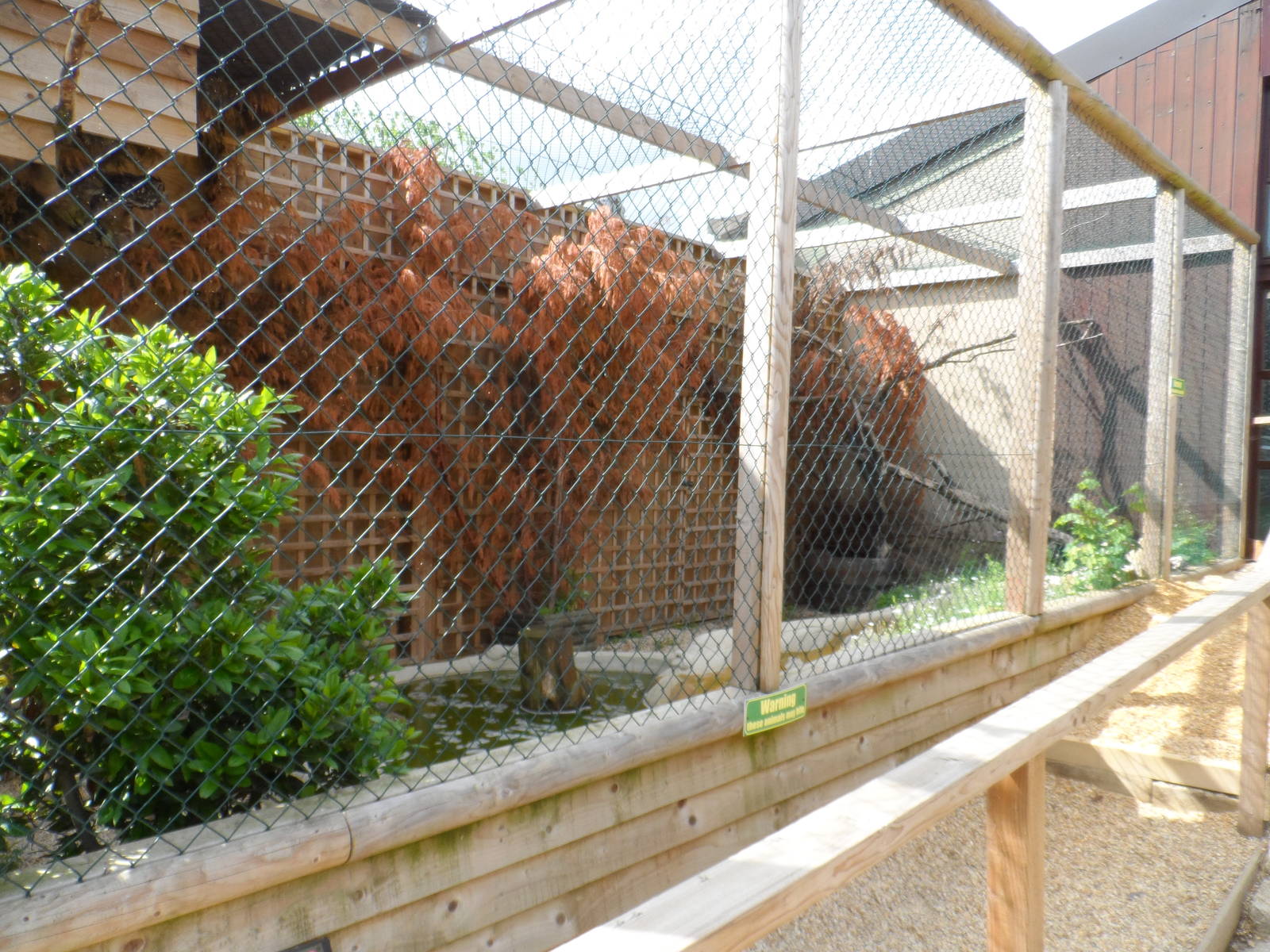 Bengal Eagle-owl Aviary