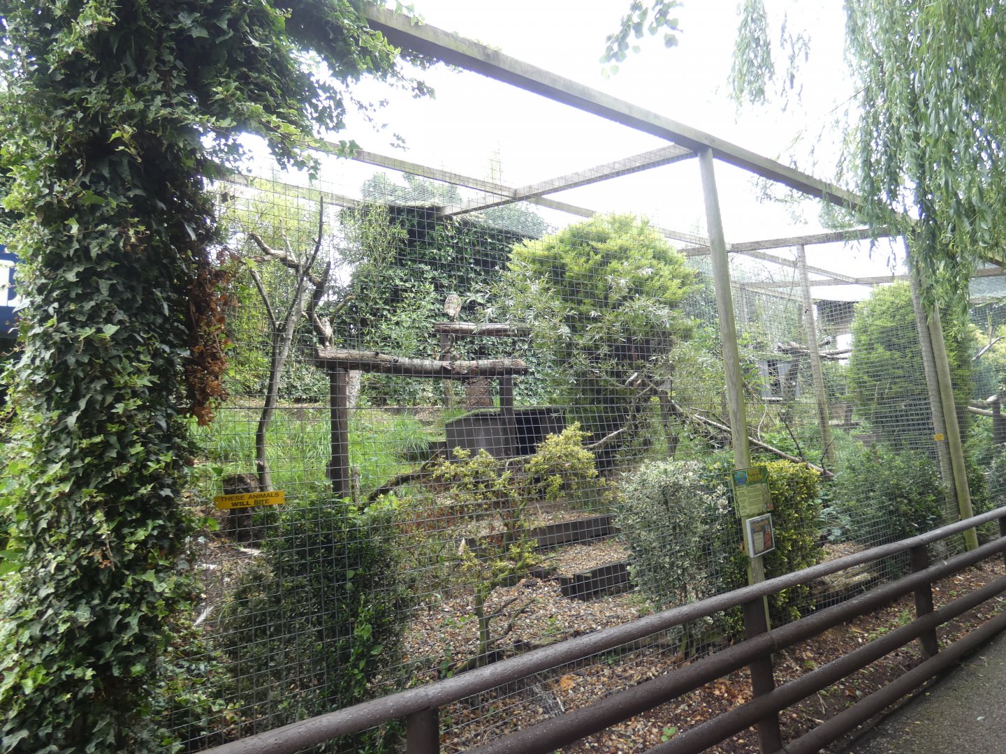 Bengal Eagle Owl aviary