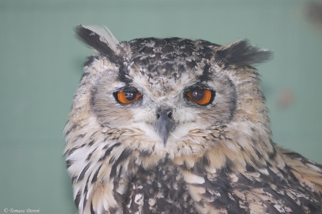 Bengal Eagle-owl (Bubo bengalensis) at Owl and Monkey Haven, Isle of Wight