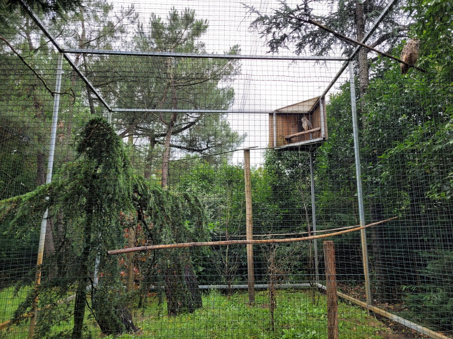 Bengal eagle-owl exhibit -Zoo du bassin d'Arcachon (2024)