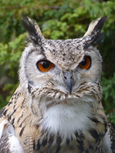 Bengal eagle owl