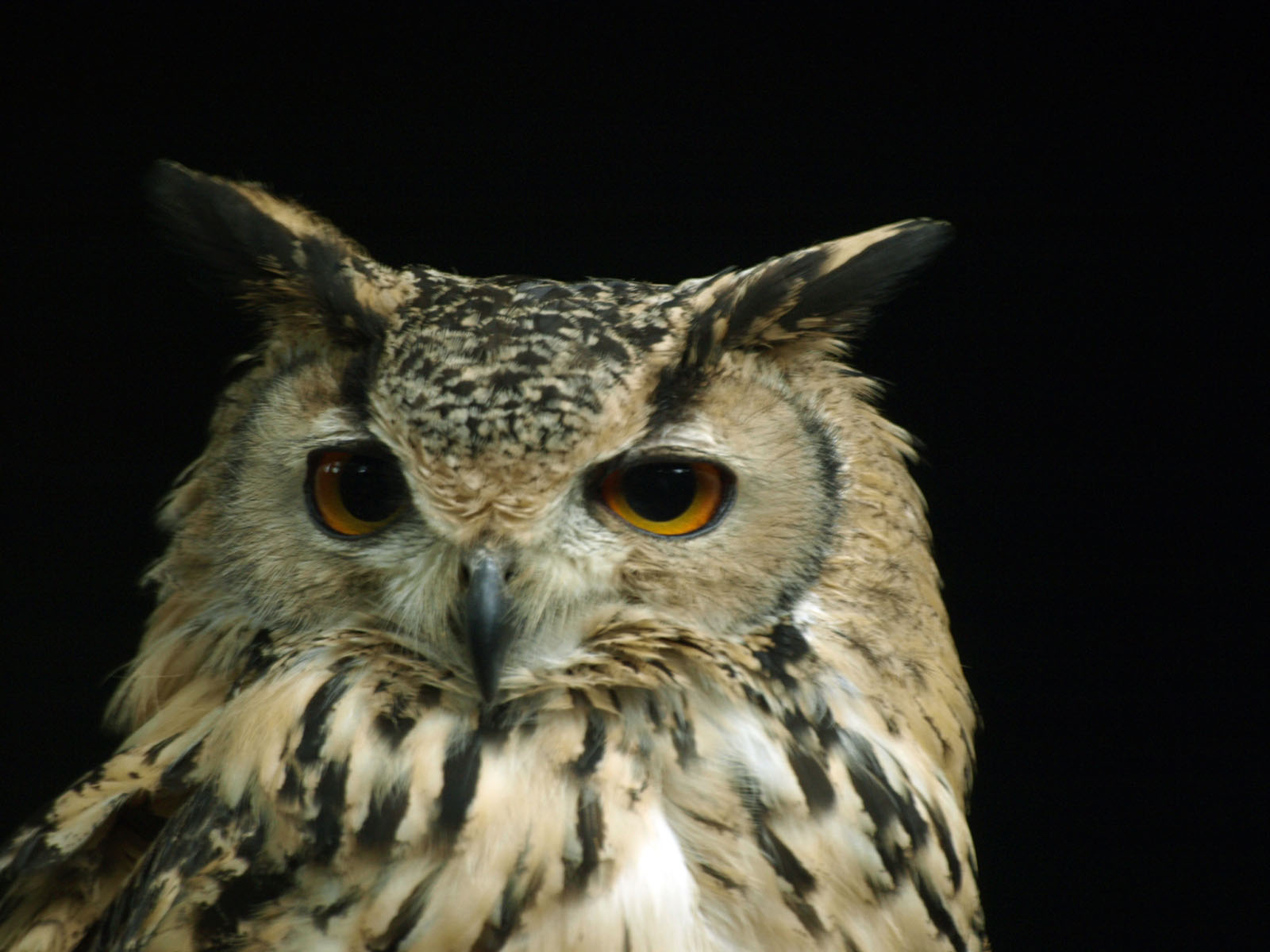 Bengal Eagle owl