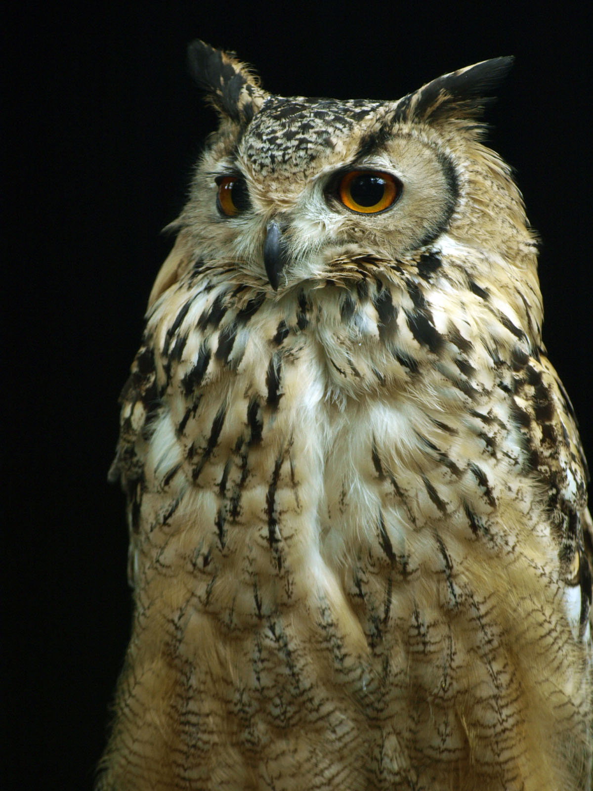 Bengal Eagle owl