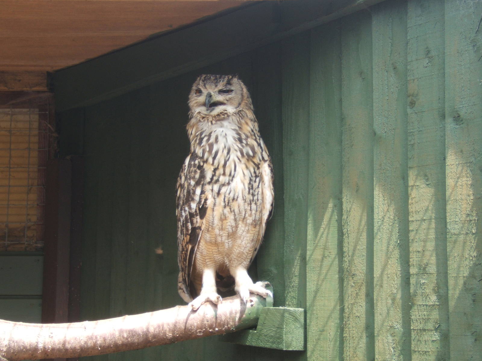 Bengal Eagle Owl