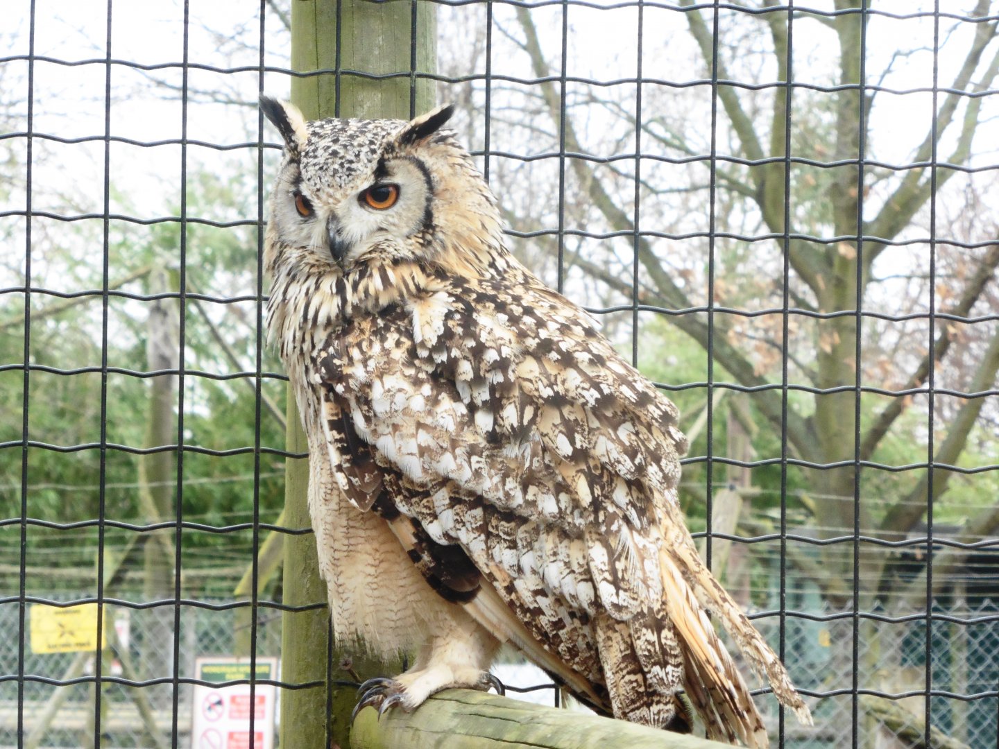 Bengal Eagle Owl