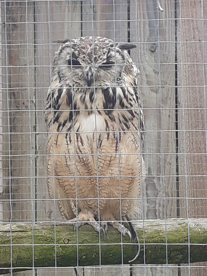 Bengal eagle owl