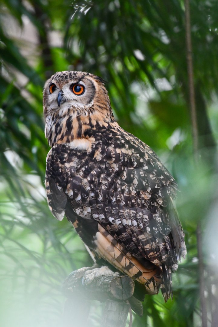 Bengal Eagle-owl