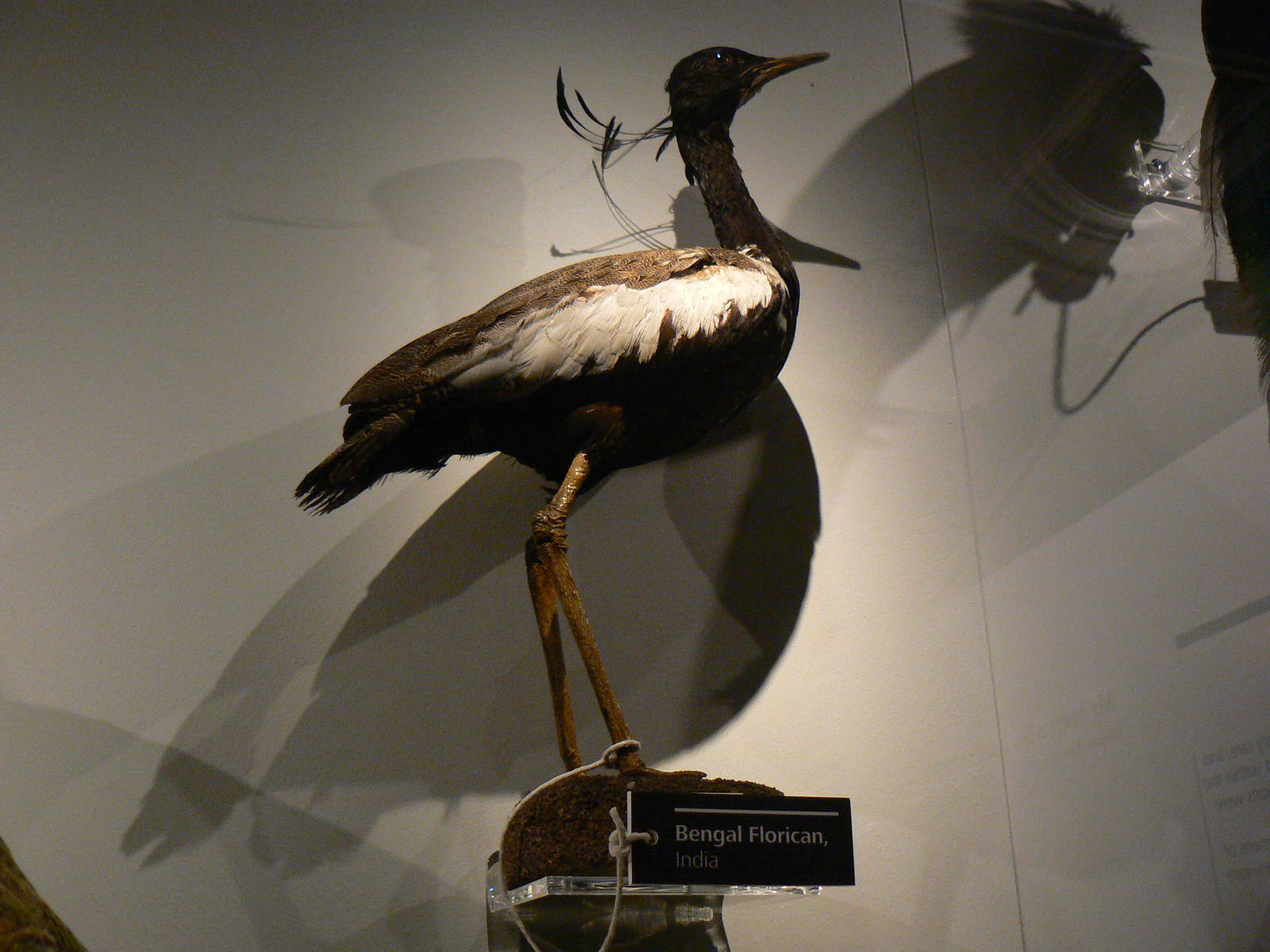 Bengal Florican - 17 January 2016