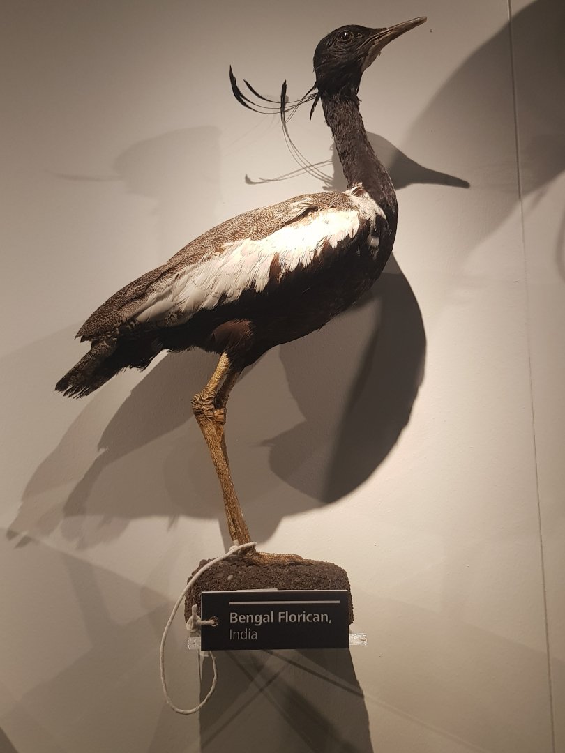 Bengal Florican Taxidermy
