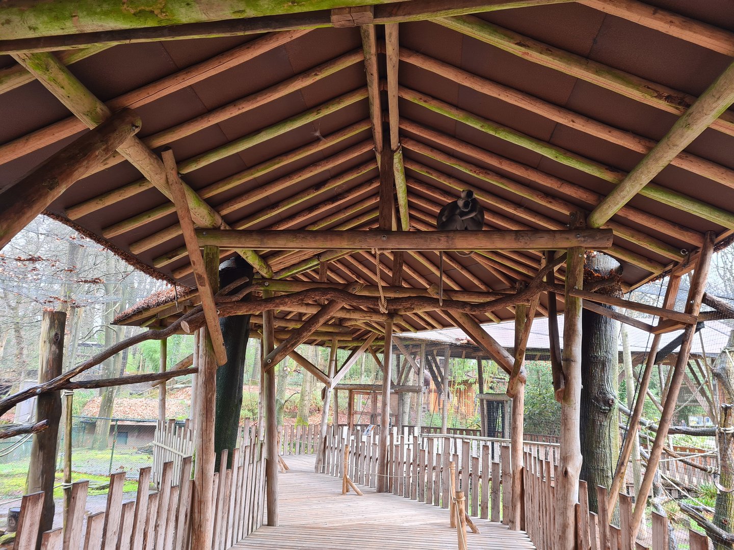Bengal grey langur walkthrough exhibit
