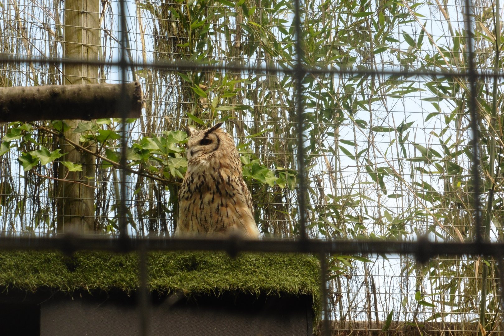 Bengal/Indian Eagle Owl