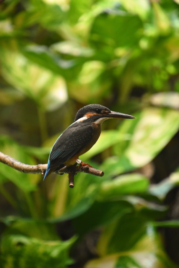 Bengal kingfisher (Alcedo atthis bengalensis)