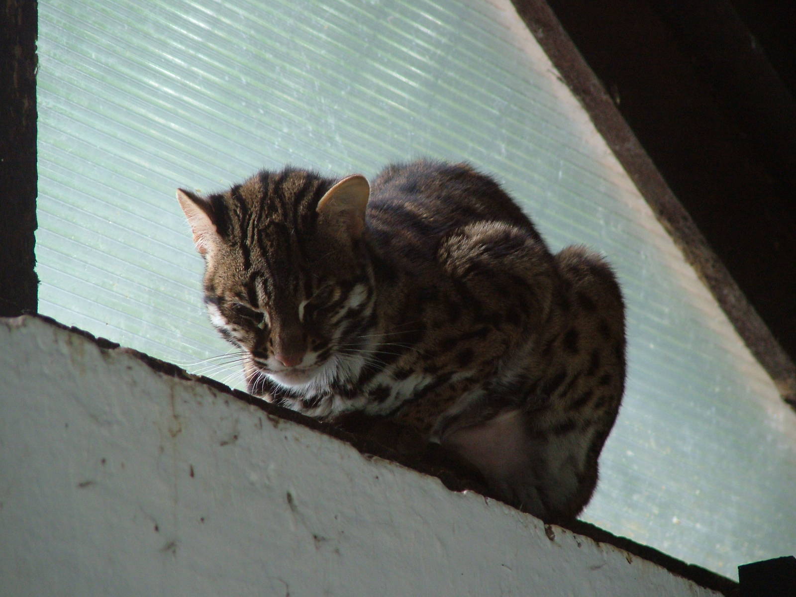 Bengal Leopard Cat at Olomouc 30/05/10
