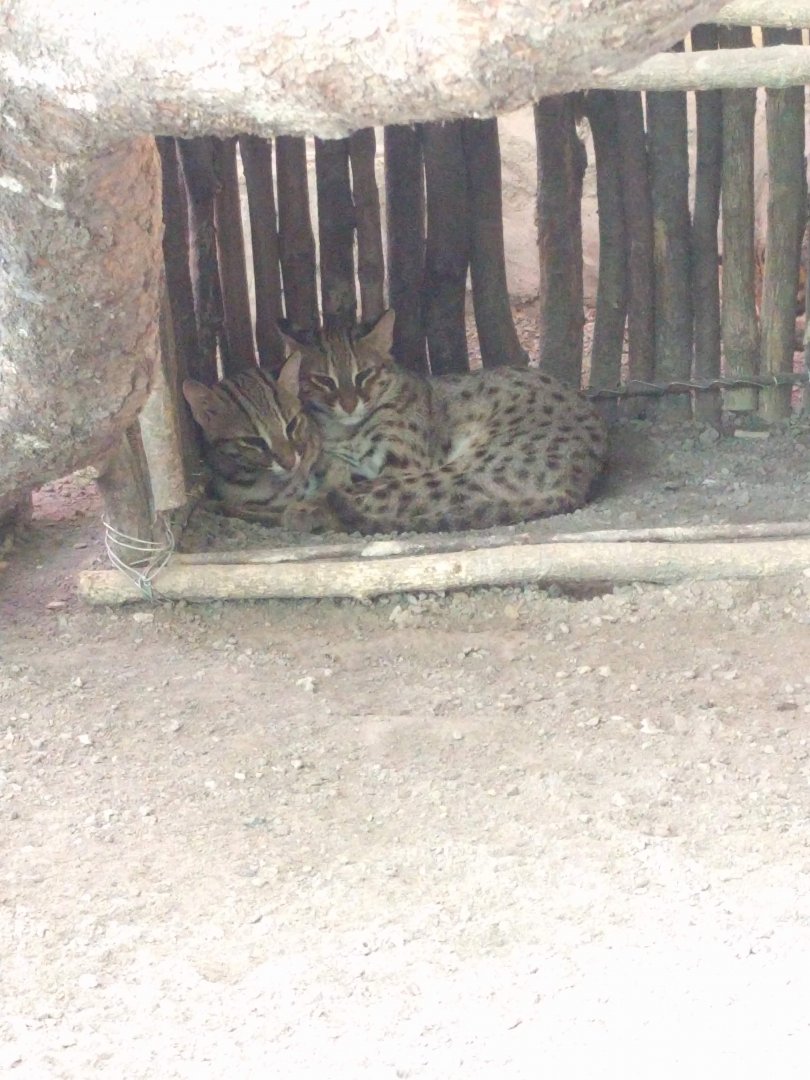 Bengal Leopard Cat (Prionailurus bengalensis) - Taru Jurug Zoo