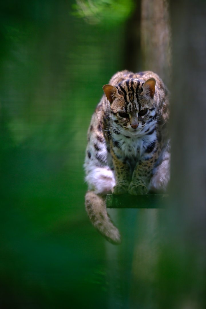 Bengal leopard cat