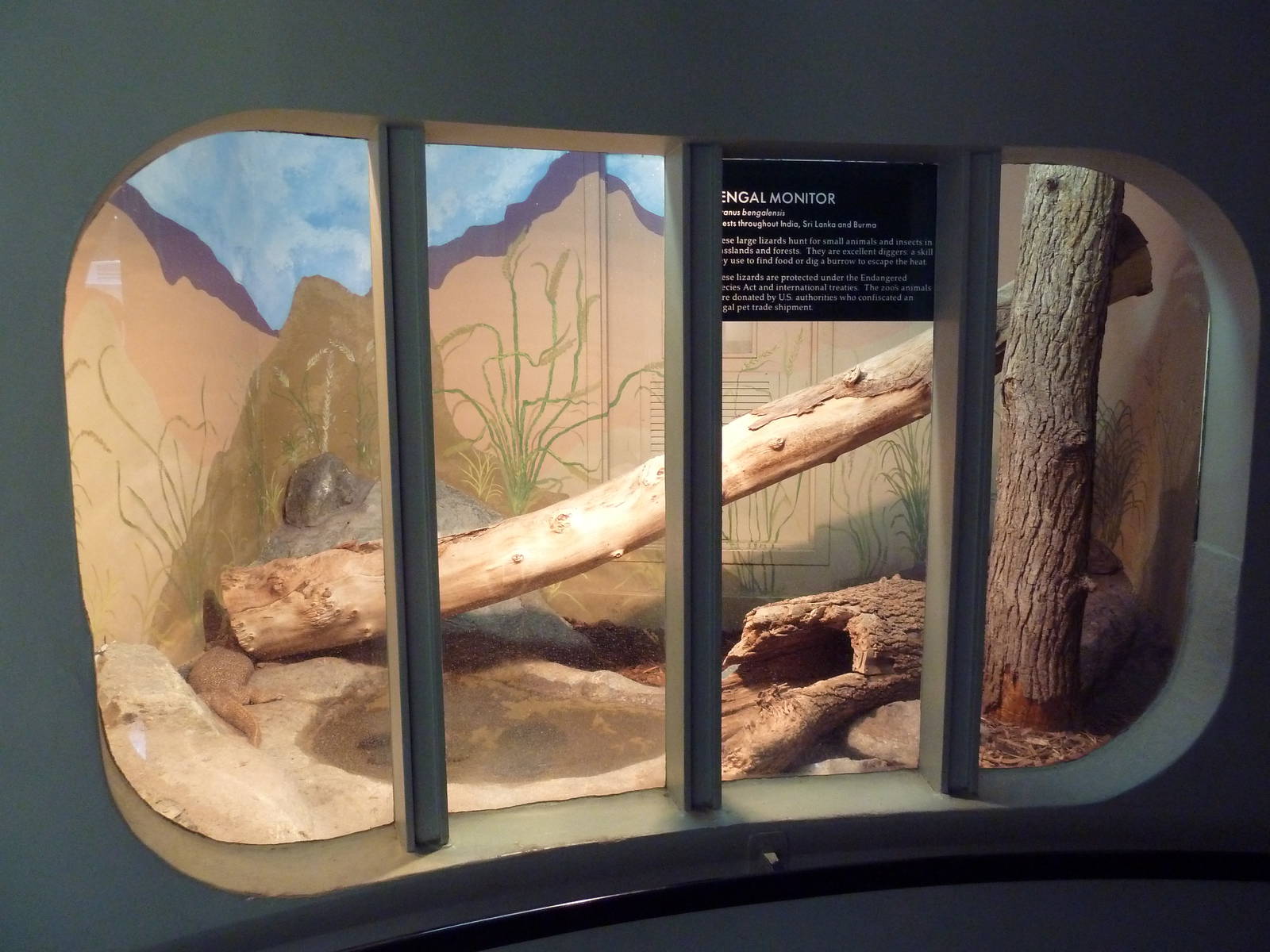 Bengal Monitor Exhibit