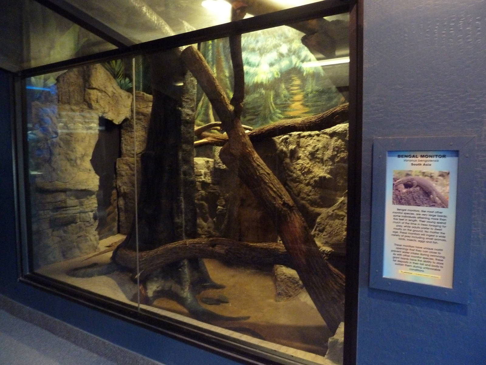 Bengal Monitor Exhibit