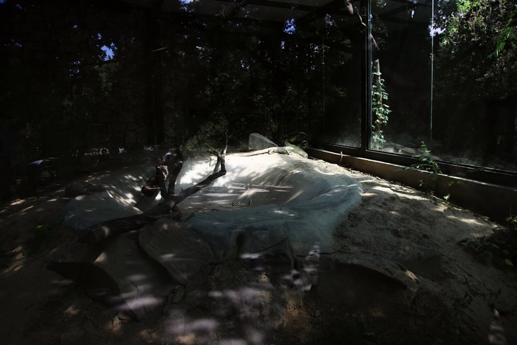 Bengal monitor exhibit