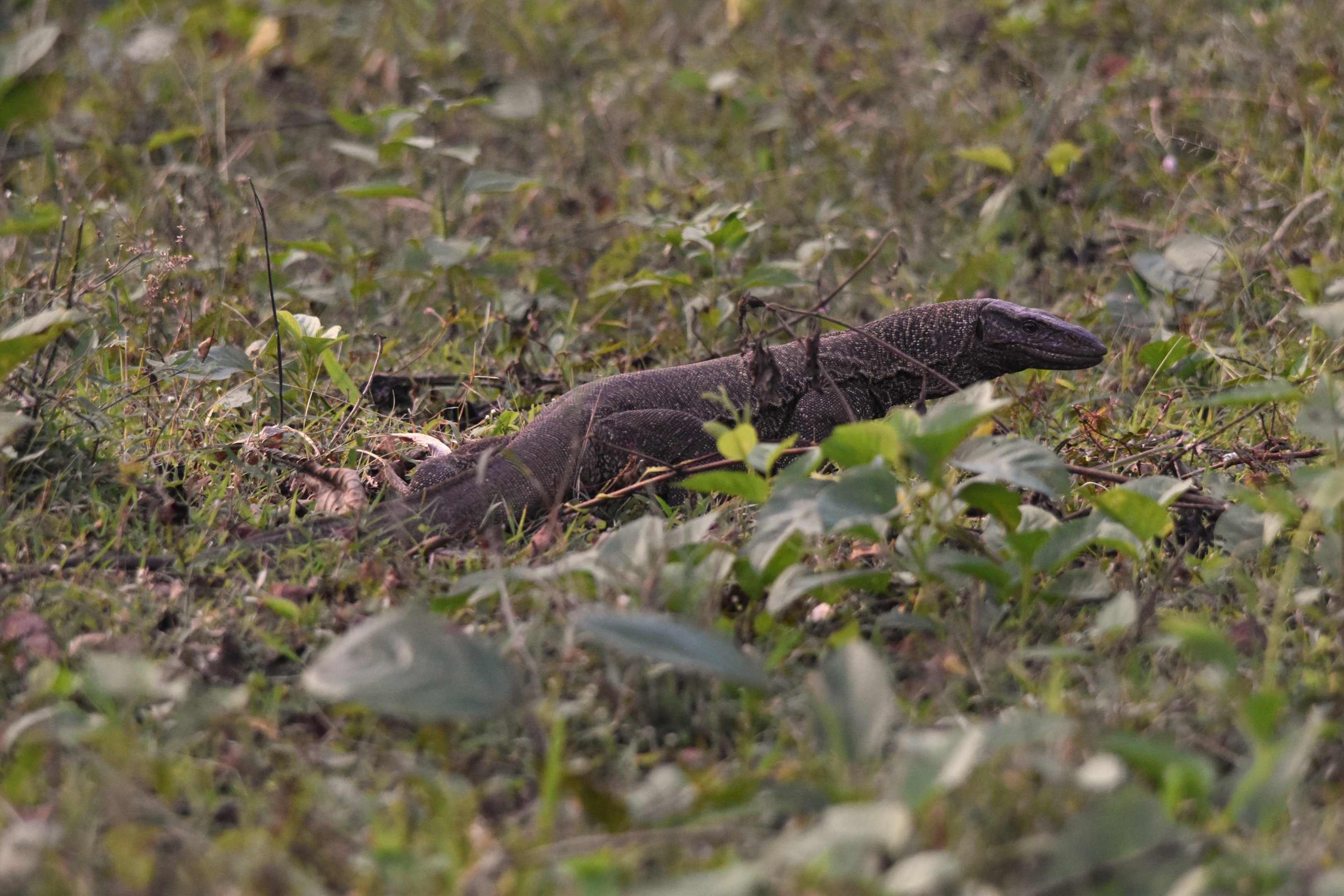 Bengal Monitor, Nagarahole Tiger Reserve, 19th November 2024