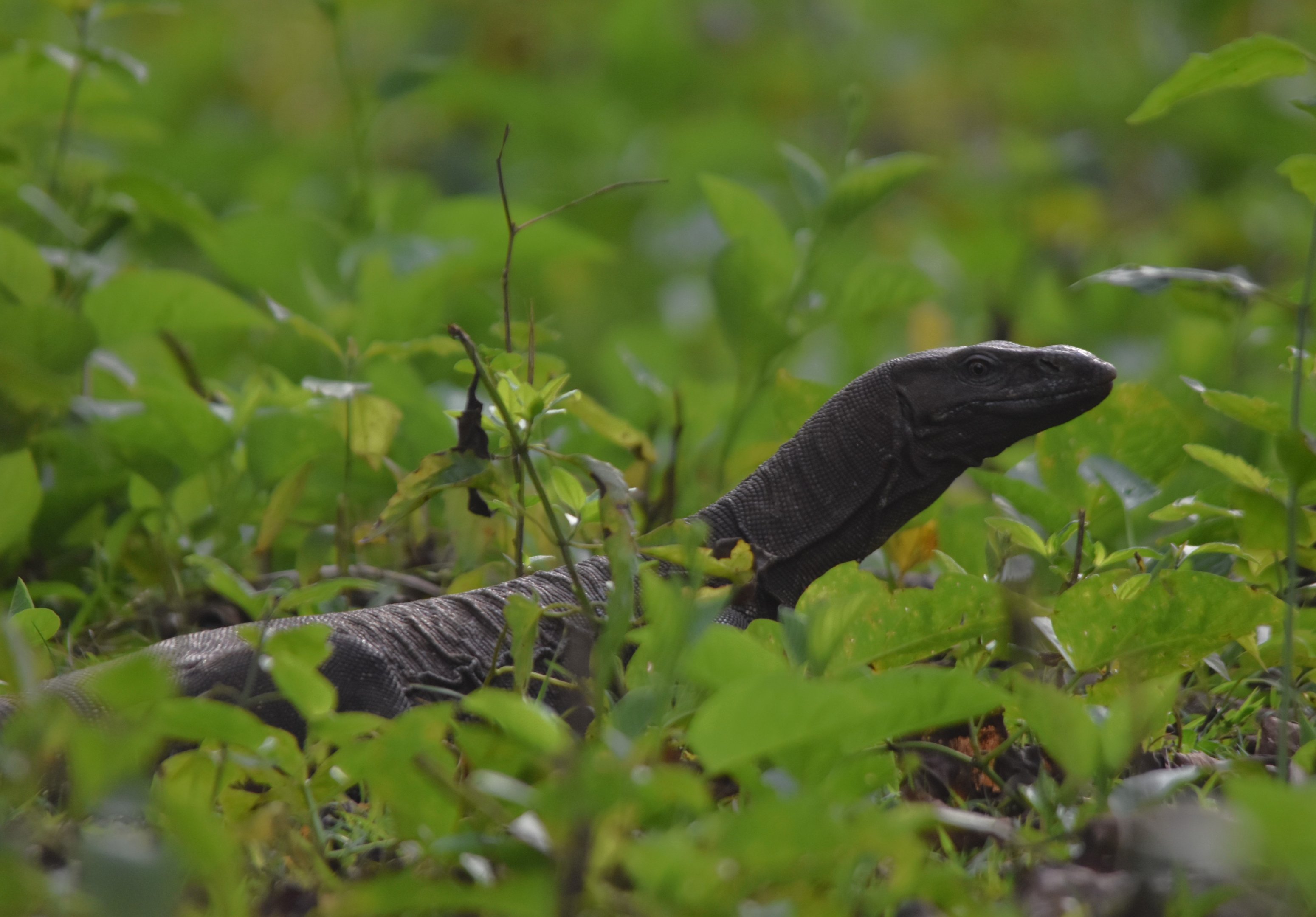 Bengal Monitor, Nagarahole Tiger Reserve, 23rd November 2024