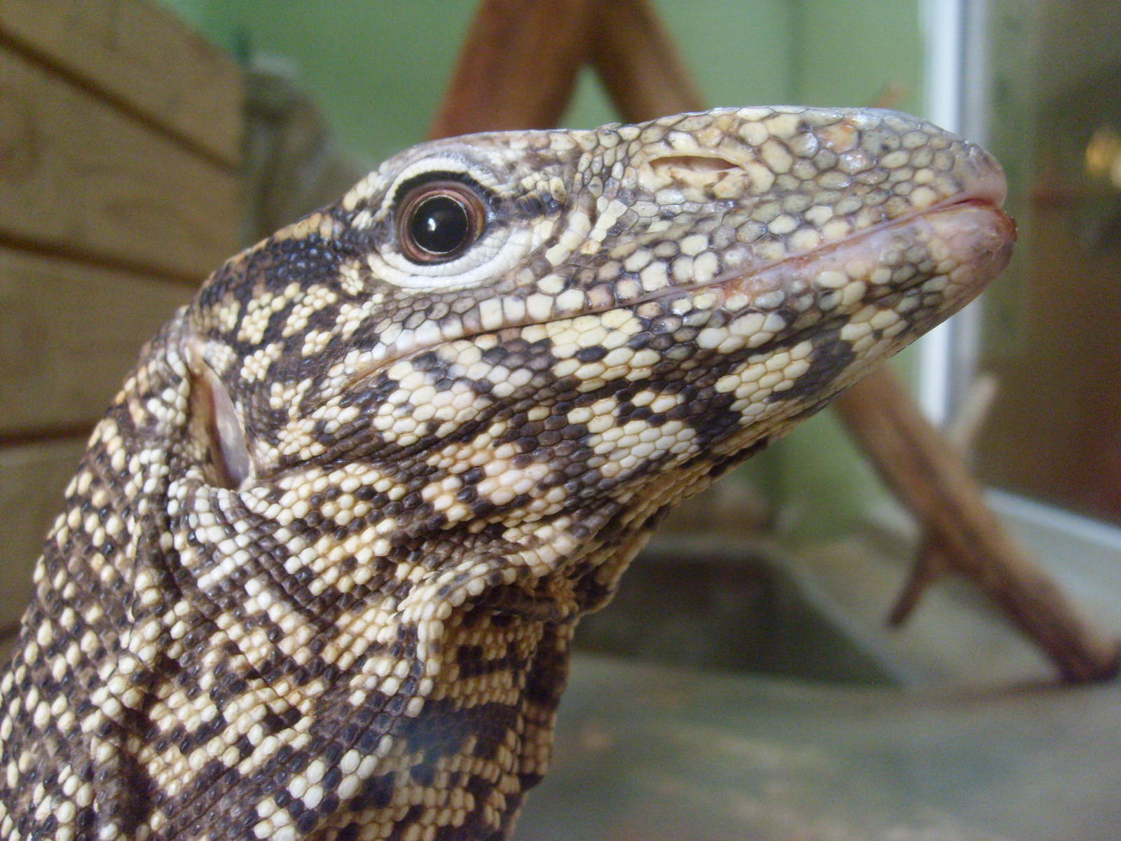 Bengal monitor/Varanus bengalensis
