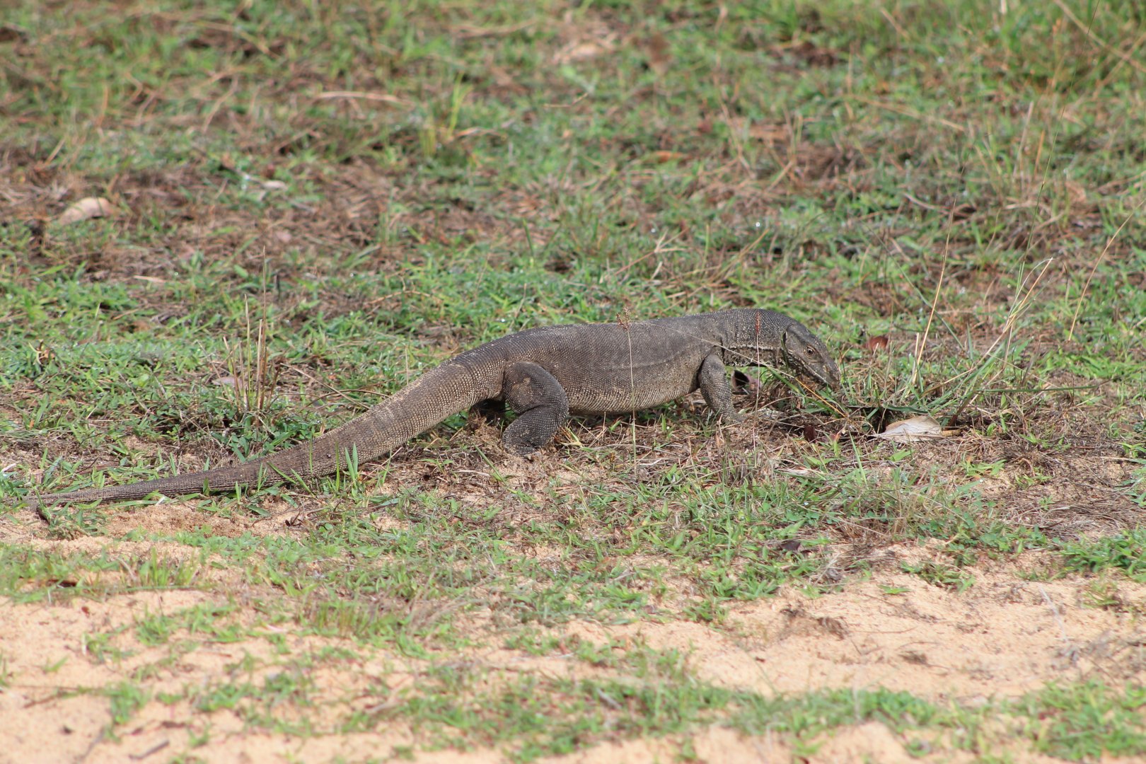 Bengal Monitor (Varanus bengalensis)