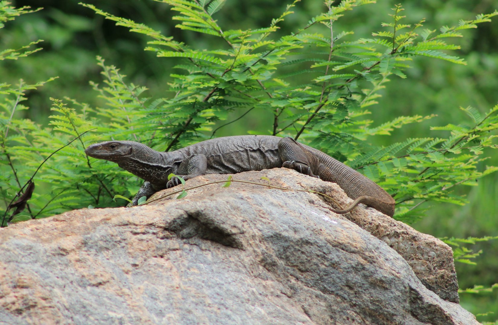 Bengal Monitor (Varanus bengalensis)