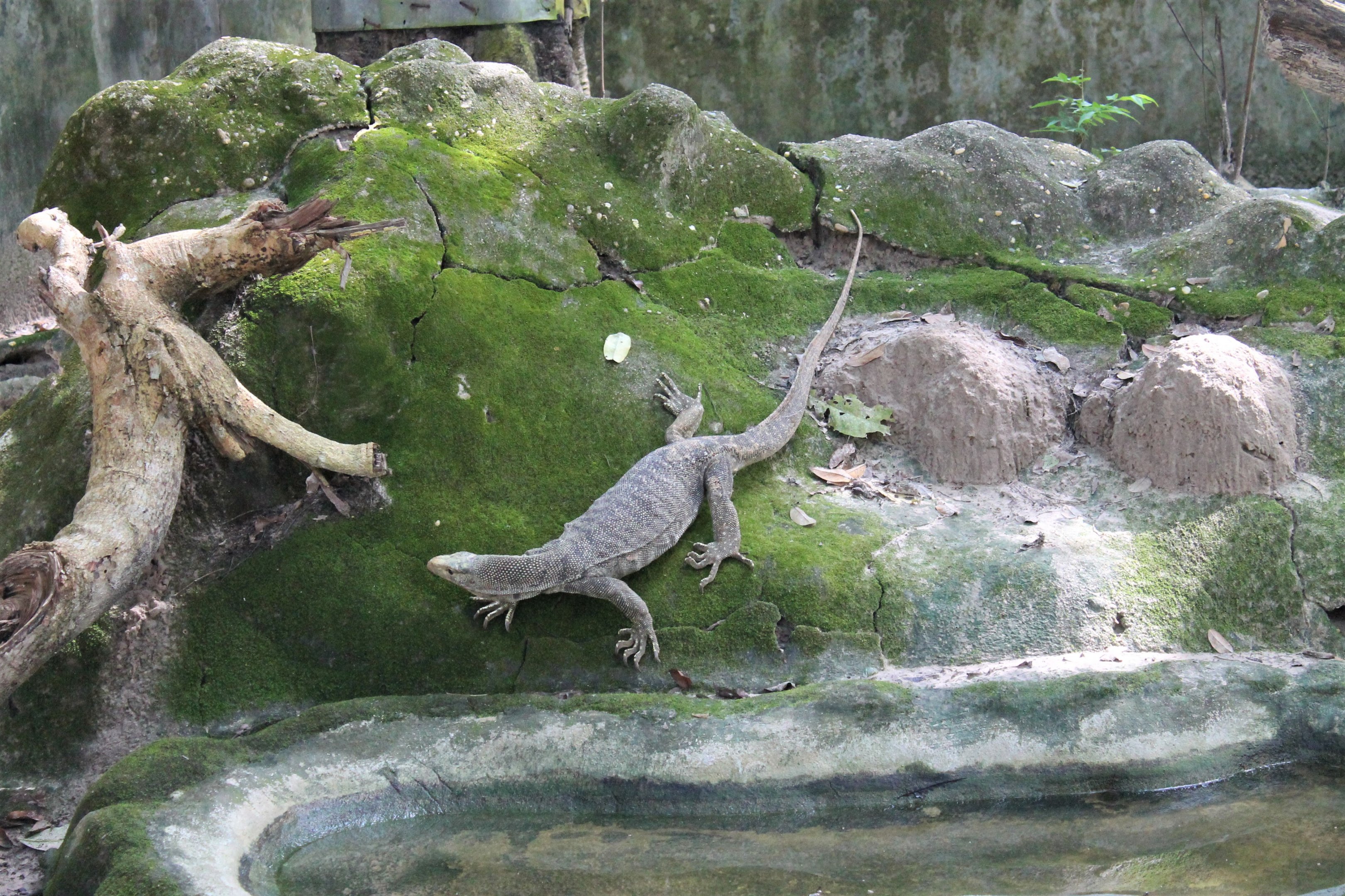 Bengal Monitor (Varanus bengalensis)