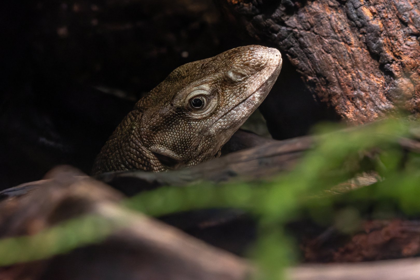 Bengal monitor (Varanus bengalensis)
