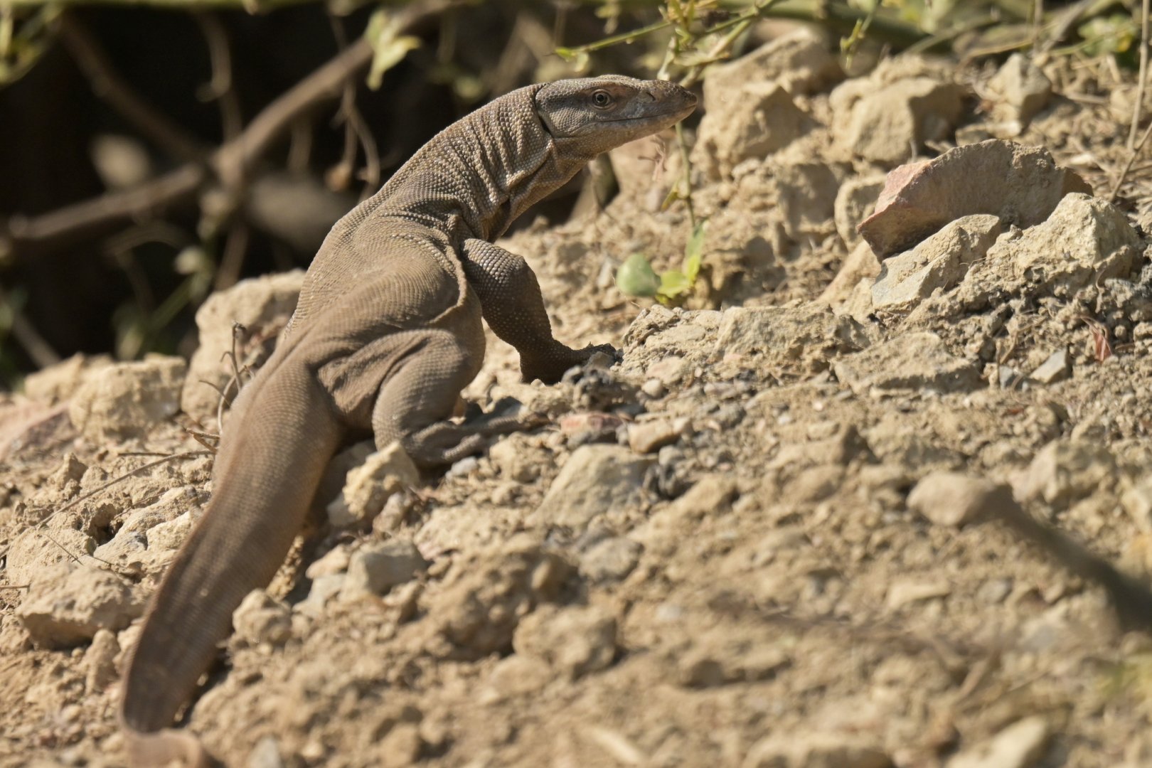 Bengal monitor (Varanus bengalensis)