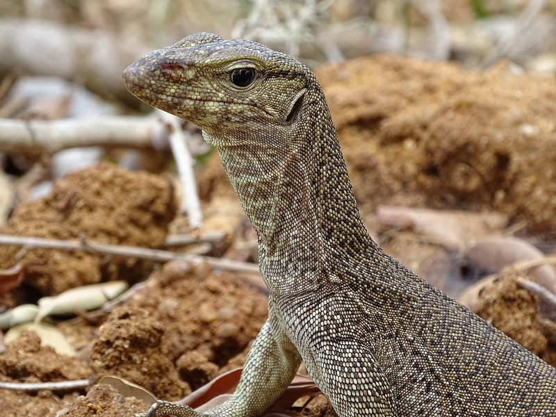 Bengal monitor