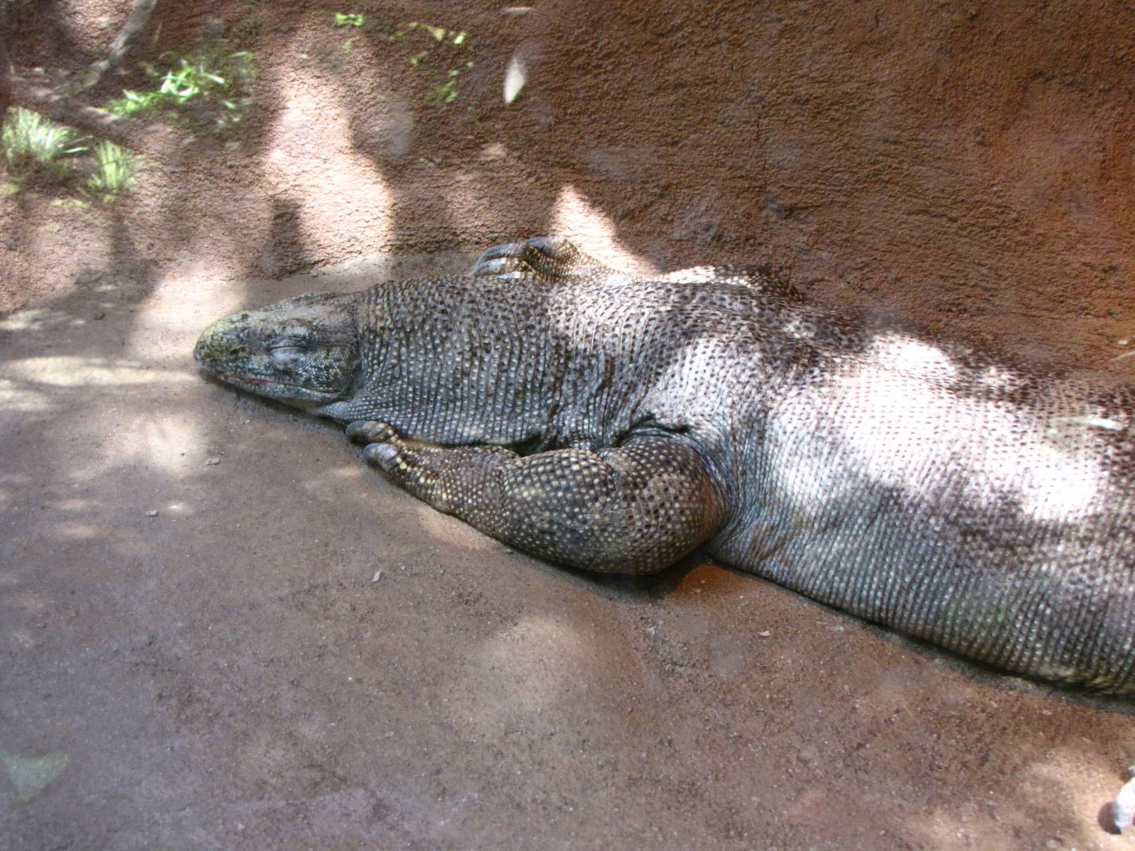 Bengal Monitor