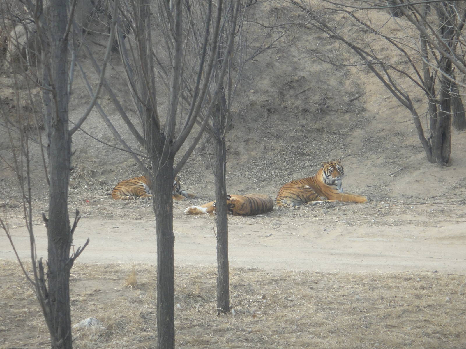 Bengal or Siberian tigers?